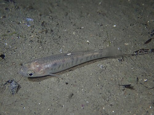 California killifish